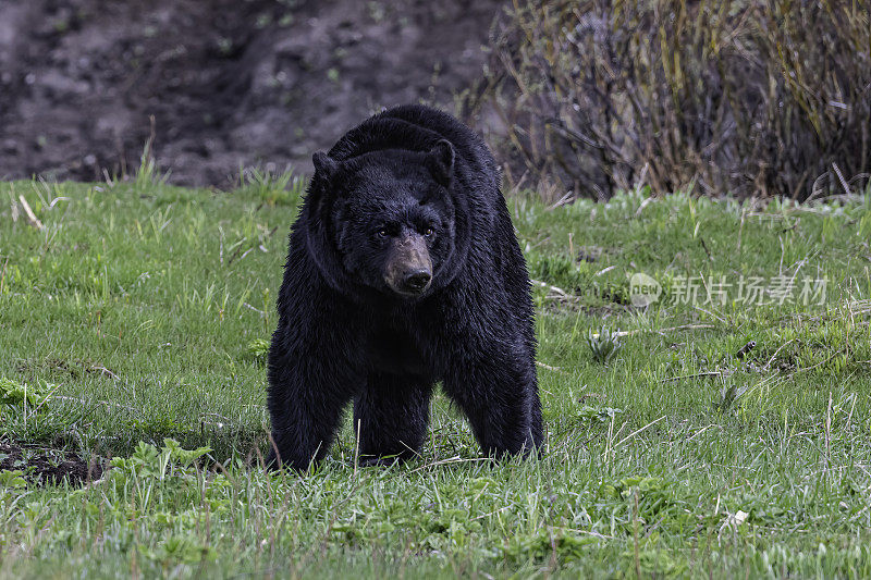 美国黑熊(Ursus americanus)是一种中等体型的熊，原产于北美，常见于黄石国家公园。男性的熊。